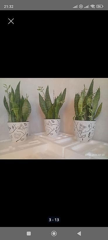 распродажа гаражная: Распродажа комнатных растений!🪴🌵🌱 в горшках от 150с.! — 4