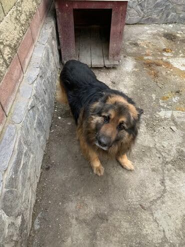 Кемирүүчүлөр: Caucasian Shepherd Dog, 4 жаш, Эркек — 5