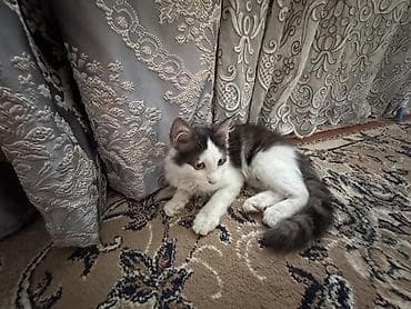 отдам даром котенка бишкек: 3 месяца, Девочка, Приучена к лотку, Проглистована — 1