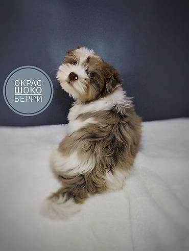 хаски щенок купить: Йоркширский терьер, 3 месяца, Самец, С прививкой, С родословной — 4