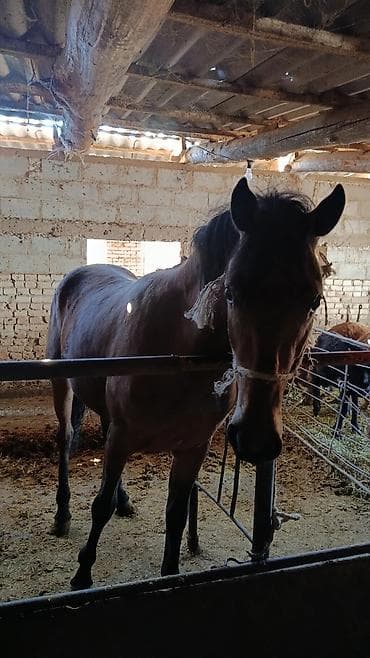 продаю мёд: Продаю | Кобыла (самка) | На забой — 8