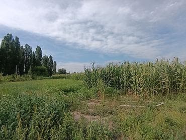 ферма центр: Продается кукуруза 🌽 сорт местный в перемешку с пионером поле — 4