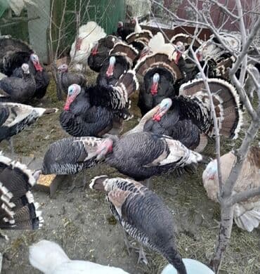 tuxedo порода кошек цена: Продаю | Индюк (самец) | Для разведения | Племенные — 1