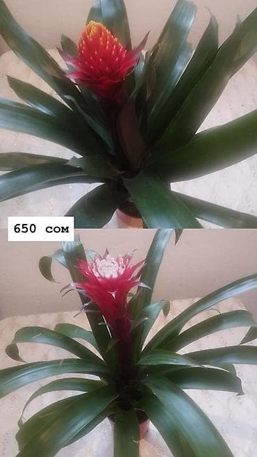 Дом и сад: Комнатные растения в горшках: - Антуриум (красные соцветия, глянцевые — 6