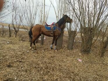 Паркет: Продаю | Жеребец | Полукровка | Конный спорт — 3