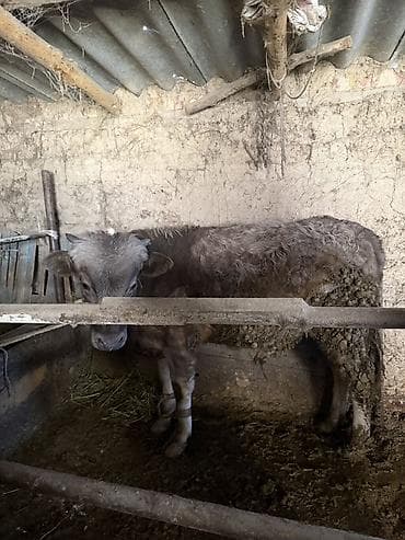 Үй жаныбарлары үчүн товарлар: Сатам | Бука (эркек) | Бордоп семиртүү үчүн, Союуга, Көбөйтүү үчүн | Байланган — 2