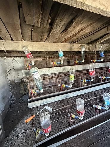 курица инкубатор: Клеточные батареи для содержания птицы/кроликов/ курицы - — 2