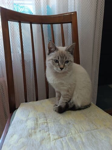 Котята домашние, ласковые и аккуратные. От паразитов обработаны,к