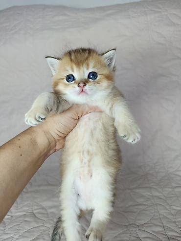 кошка майкун: Скотиш Страйт (Шотландская прямоухая), 1 месяц, Мальчик, Золотая шиншилла — 4