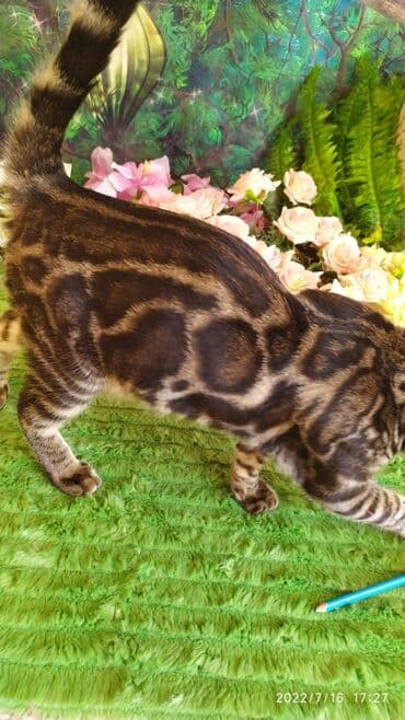 бенгальский леопардовый кот: Профессиональный Питомник Бенгалов . Бен Гла Мур предлагает Очень — 4