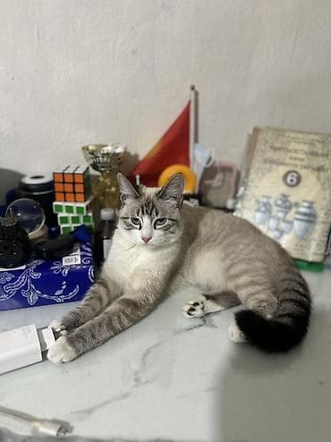 кошка американский керл: Ищем кота для вязки 🐾 Милая домашняя кошка с нежным окрасом поинт — 5