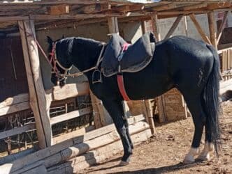 продаю охотничий собаку дратхар: Продаю | Жеребец | Конный спорт — 2