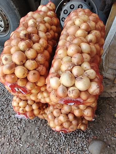 Лук Оптом — 2