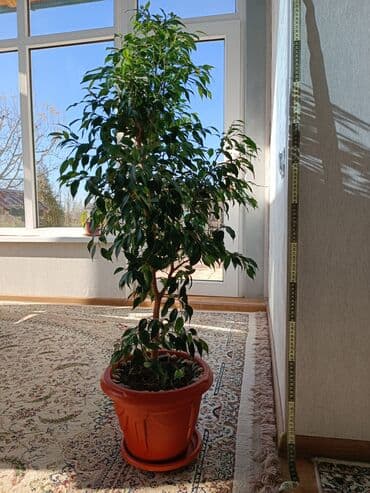 Цветы комнатные фикус Бенджамина высота 1 метр at lalafo.kg Цветы комнатные фикус Бенджамина высота 1 метр