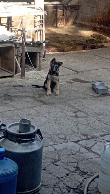 Ит кууту: Чыгыш Европа овчаркасы, 4 айлык, Эркек, Эмделген — 1