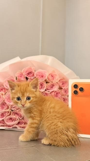 кошка малинкый: Рыжий котёнок (короткошёрстный), возраст примерно 1–2 месяца — 1