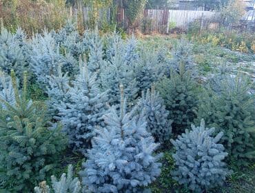 Саженцы деревьев: Ели