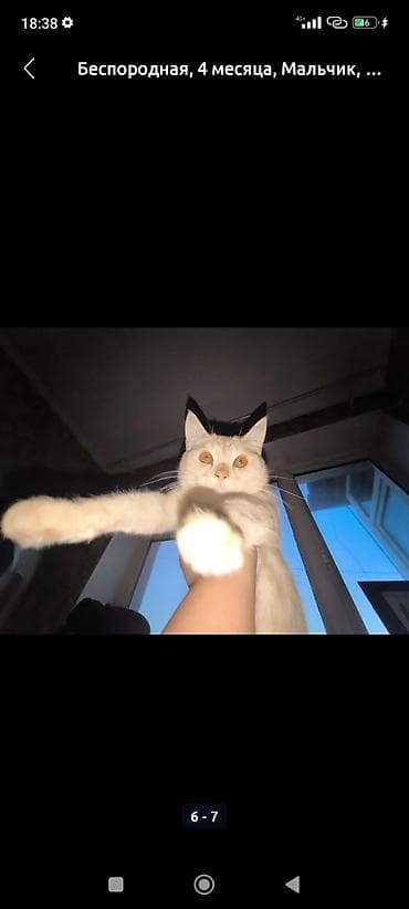 кдц корм: 4 месяца, Мальчик, Приучена к лотку — 2