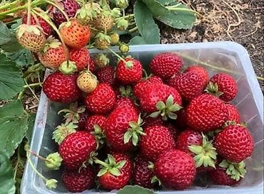 цена клубники: Продаю рассаду клубники черный принц очень вкусный слатккй сочные Мице — 2