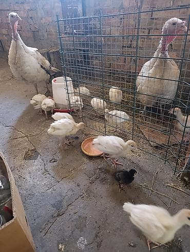 Продам с/х животных: Продаю | Индюшата | Для разведения — 1