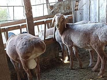 бекер иттер: Сатам | Кочкор (эркек) | Арашан | Союуга | Асыл тукумдуу — 2