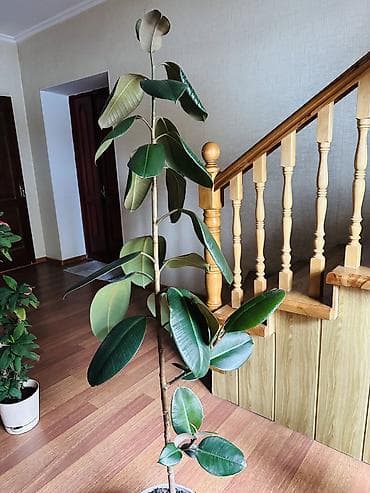 Фикус эластика (Ficus elastica) в горшке - Высокое комнатное дерево с — 1