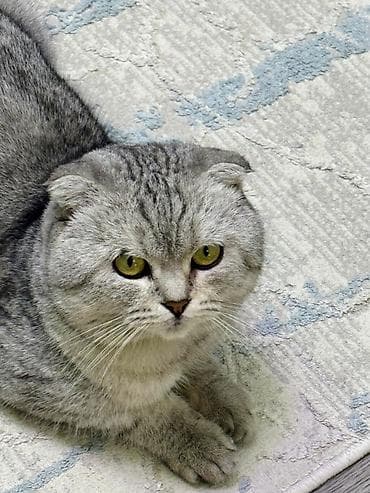 котята скоттиш страйт: Скотиш Фолд (Шотландская вислоухая), 1 год, Девочка, Биколор, Приучена к лотку, Проглистована — 3