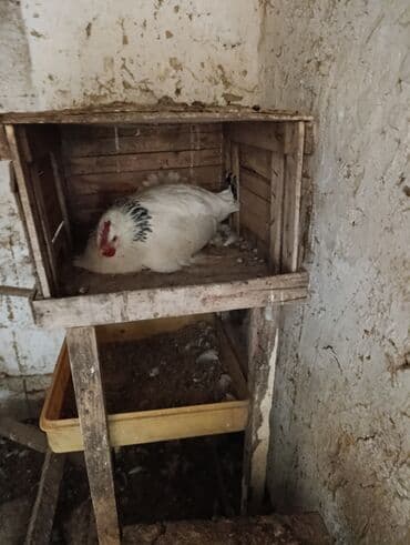 коровы молочные: Квочка — 2