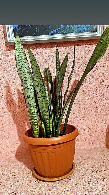 цветы материнское сердце: Тёщин язык Комнатные цветы — 1