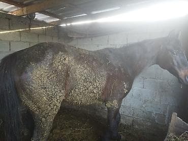 лошад: Продаю | Кобыла (самка) | Для разведения | Племенные — 1