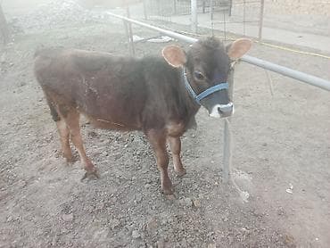 коровы молоко: Продаю | Музоо, торпок | Алатауская | Для молока | Привязанные — 4