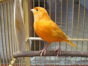 купить несушек курей: Дома́шняя канаре́йка — одомашненный подвид канарского канареечного — 4