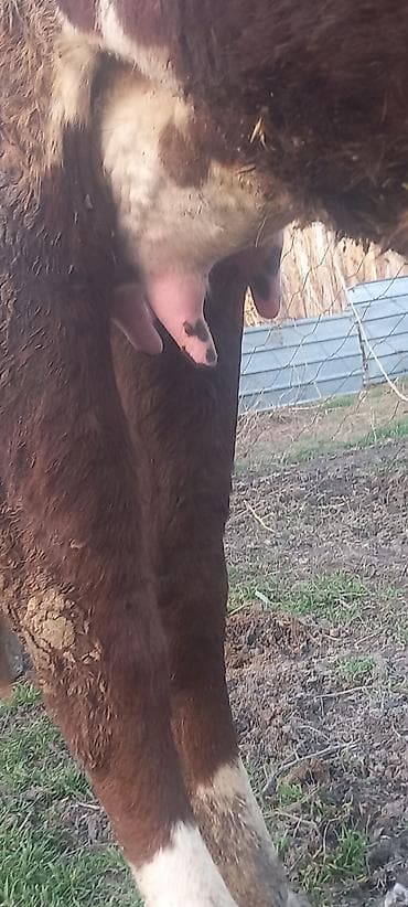 Аквариумы: Продаю | Тёлка, Музоо, торпок | Швицкая | Для разведения, Для молока — 3