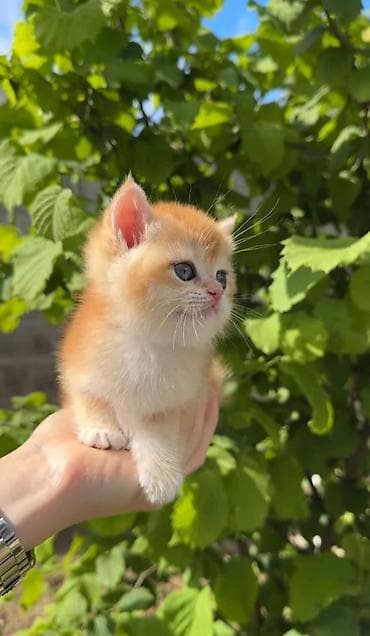 сфинкс цена: Породистые котята золотого окраса - Милые короткошёрстные котята — 3