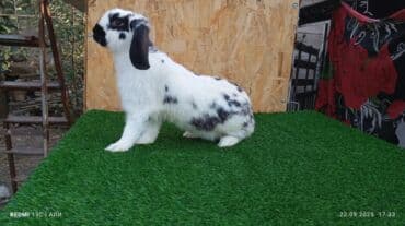 Продаю | Крольчиха (самка), Кролик самец, Крольчата | Фландр | На забой, Для разведения | Племенные