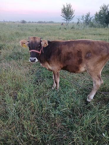 Продам с/х животных: Продаю | Бык (самец) | Полукровка | На откорм | Привязанные — 4