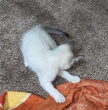 котят купить: Котята, окрас черно-белый и бело-серый. Возраст — примерно 1,5–2 — 2