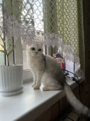 британская короткошерстная кошка золотая шиншилла: Британская шиншилла серебристого окраса 6 месяцев, девочка — 4