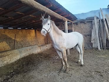 продажа орловских жеребят: Продаю | Конь (самец) | Рабочий | Мерин — 2