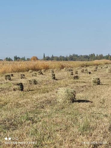 тюк пресс: Кичине камыш аралаш чөп арзан баада срочно сатылат(190с штука) — 1