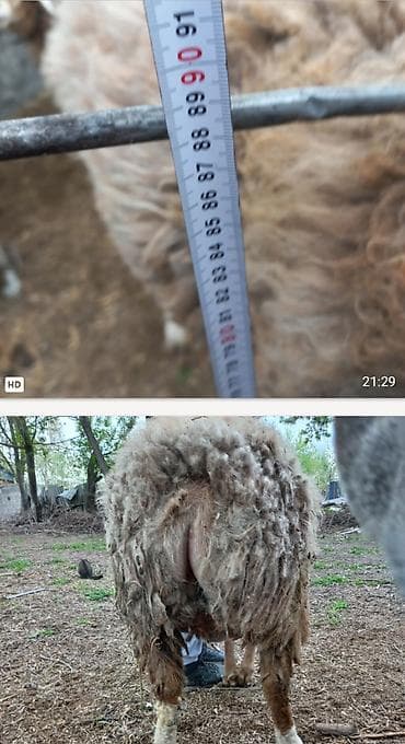 сиамская кошка цена бишкек: Продаю | Баран (самец) | Полукровка | Матка — 3