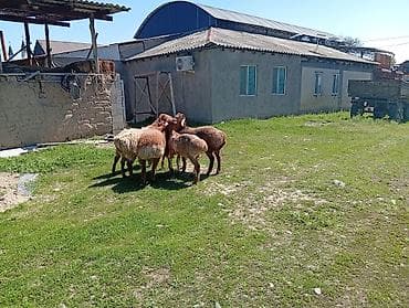 ош жапалак: Сатам | Ургаачы кой (ургаачы) | Көбөйтүү үчүн | Ургаачы — 7