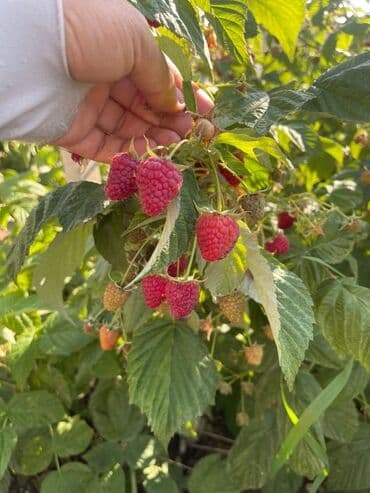 ящик пчелы: Саженцы малины с развитой Цена за шт 20с корневой системой, готовые к — 6