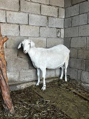 дойные козлы: Продаю | Коза (самка) | Нубийская | Для молока — 3