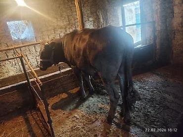 Продаю | Корова (самка) | Для молока at lalafo.kg Продаю | Корова (самка) | Для молока