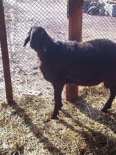 продаю жеребёнок: Продаю | Ягненок — 1