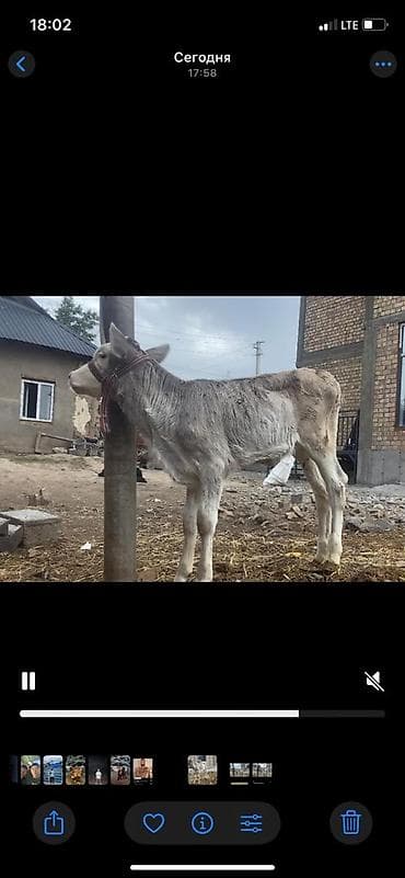 рыбы купить: Продаю | Музоо, торпок | Для разведения | Привязанные — 3