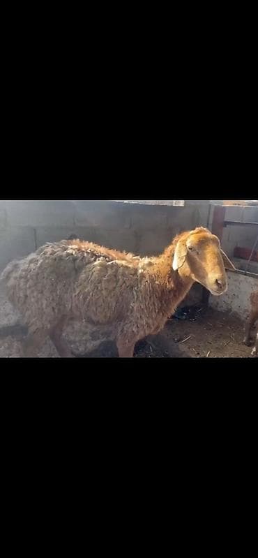 Үй жаныбарлары үчүн товарлар: Сатам | Ургаачы кой (ургаачы) | Көбөйтүү үчүн | Ургаачы — 4