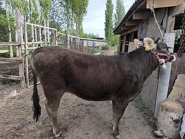 ер токум: Продаю | Бык (самец) | На откорм — 3