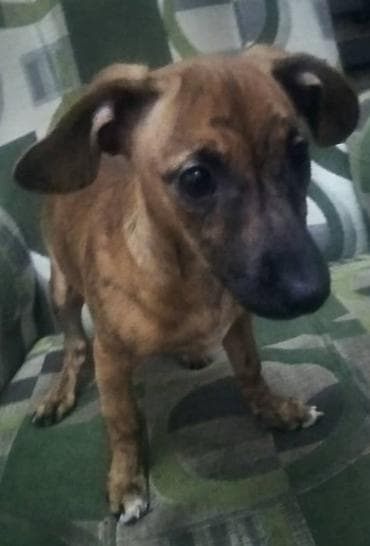 Собаки: Щенок мелкого/среднего размера, рыже‑тигров даого окраса. Короткая — 6